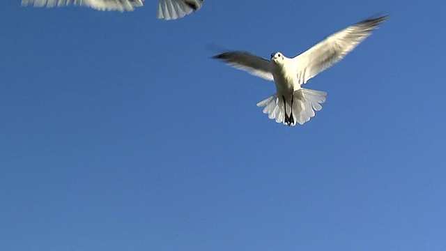 喂海鸥——60帧/秒视频素材