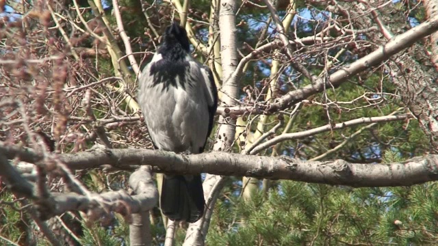 树上的乌鸦(Corvus corvidae视频素材