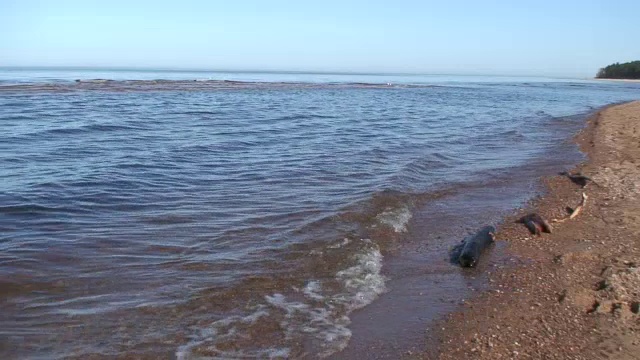 近岸海浪5视频素材