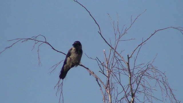 2 .树上的乌鸦(Corvus corvidae视频素材