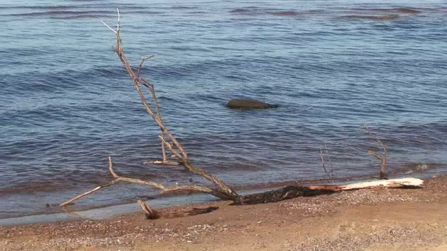 海滨的一块木头视频素材