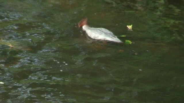 山河鹅之家2视频素材