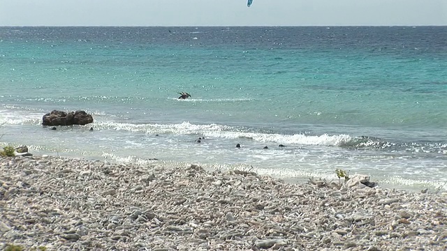 鹈鹕潜水和风筝冲浪者视频素材