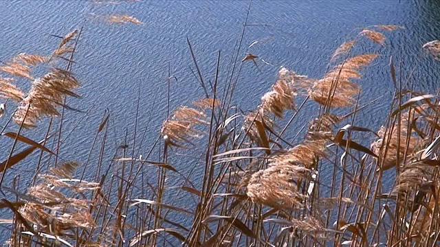 芦苇多，河水慢视频下载