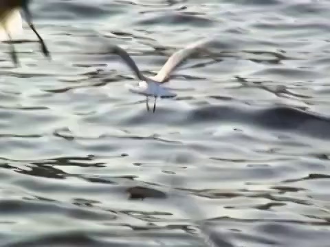 海鸥视频素材