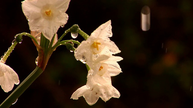 花雨视频下载