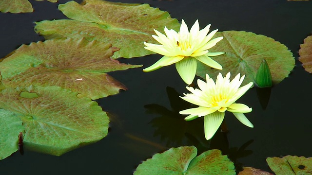 白色的莲花视频素材