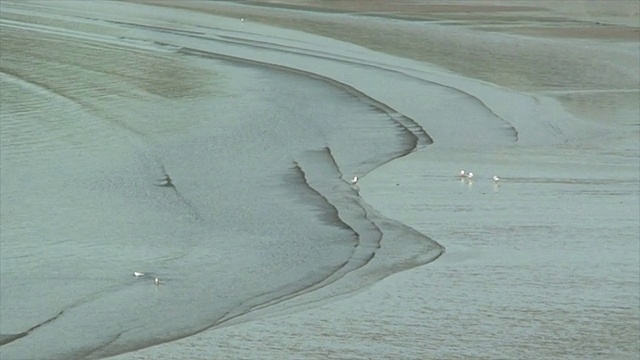 海鸥和阴影的海浪视频下载