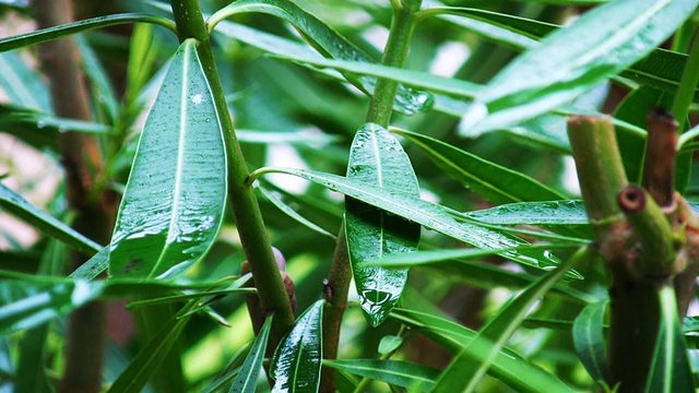 在清爽的1080HD早上的雨后潮湿的热带夏威夷树叶。视频素材