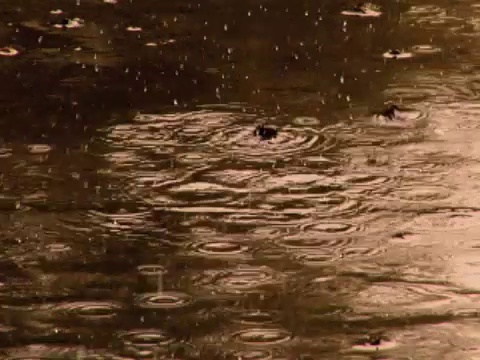 雨溅SD视频下载