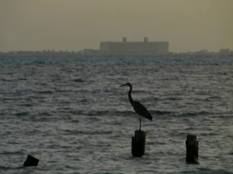 海鸟坎昆视频素材