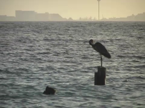 海鸟视频素材