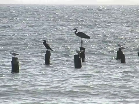 海鸟海洋视频素材