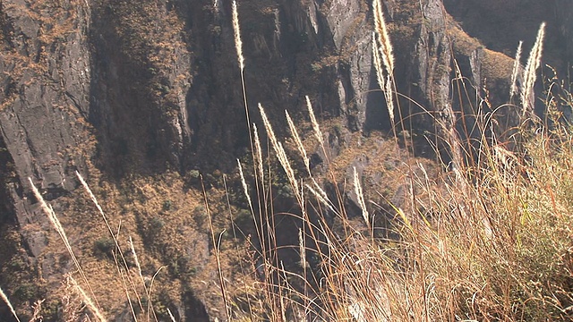 风吹植物(HD 1080)视频素材