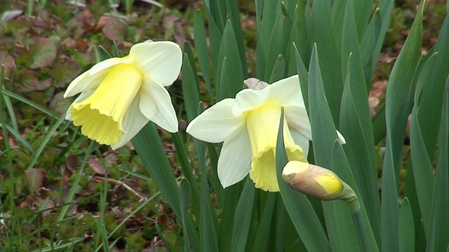 水仙(磁铁)花视频素材