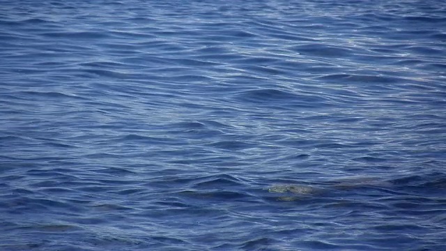 水波视频下载