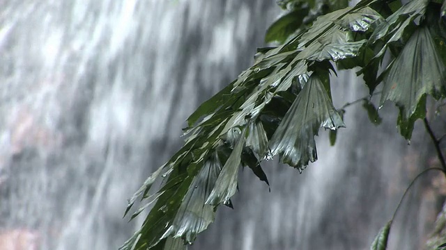 森林植物(HD 1080)视频素材