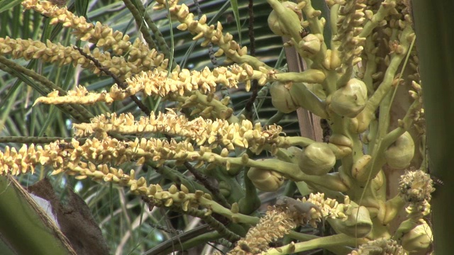 椰芽(HD 1080)视频素材