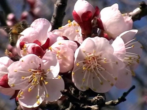 蜜蜂在工作视频素材