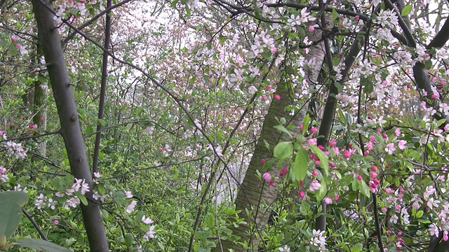 跳跃的花朵视频素材