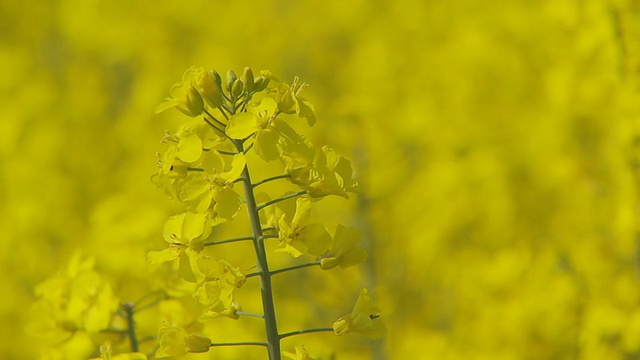 彩色油菜近选焦点视频素材