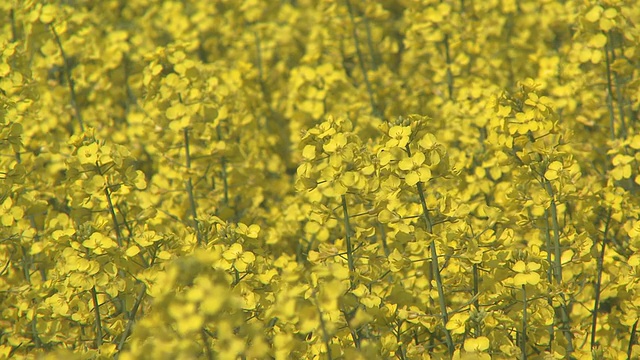 油菜花近视频素材