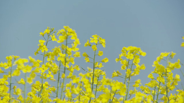 蔚蓝的天空映衬着油菜花视频素材