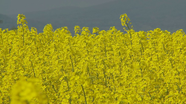 风中油菜田视频素材