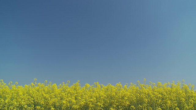 油菜花案，你的文本视频素材