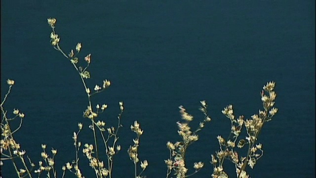 从植物到湖泊视频素材