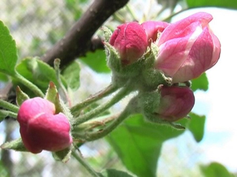 两种不同的花园花在风中视频素材