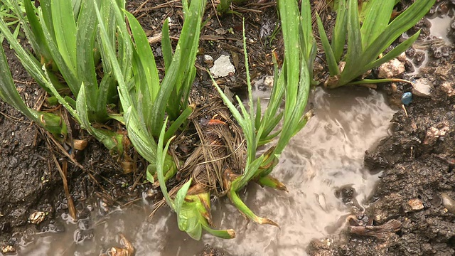 雨视频素材