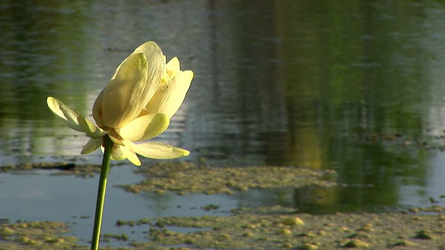 沼泽花和代数视频素材