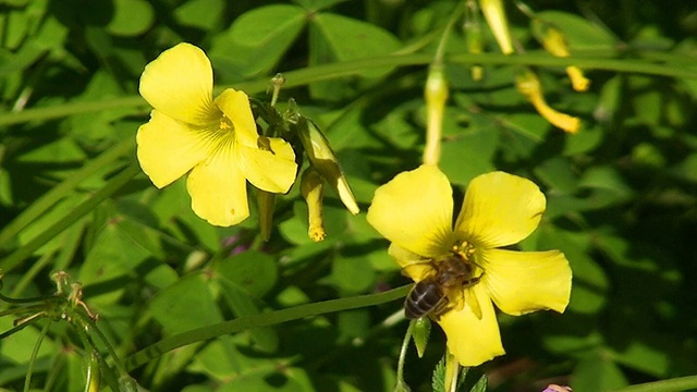 蜜蜂采集花粉视频素材