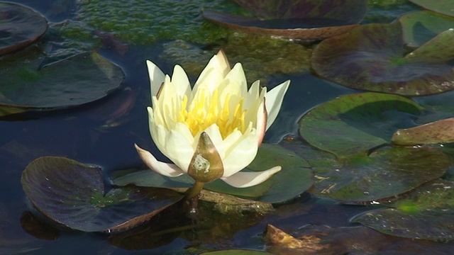 水性芽视频素材