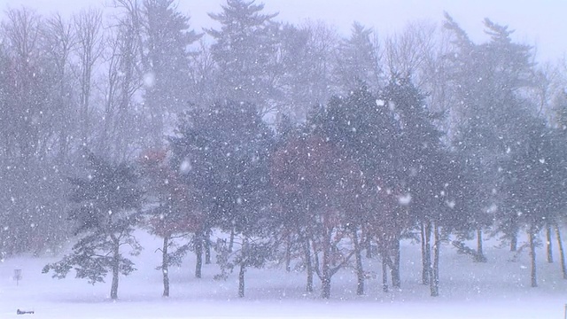 树木在暴风雪视频素材