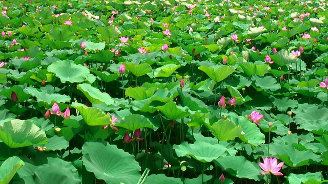 莲花场视频素材