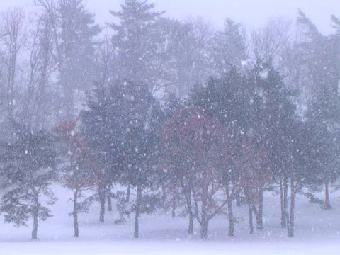 树木在暴风雪视频素材