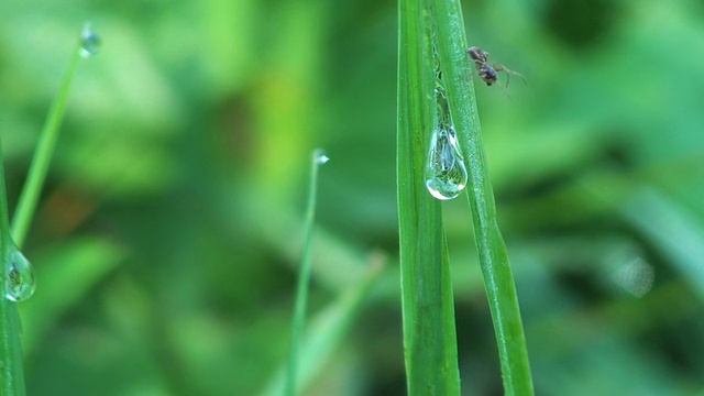 蜘蛛和露珠视频下载