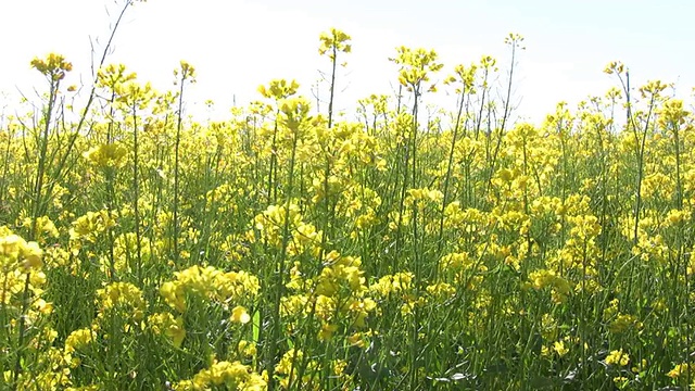 油菜籽植物田4视频素材