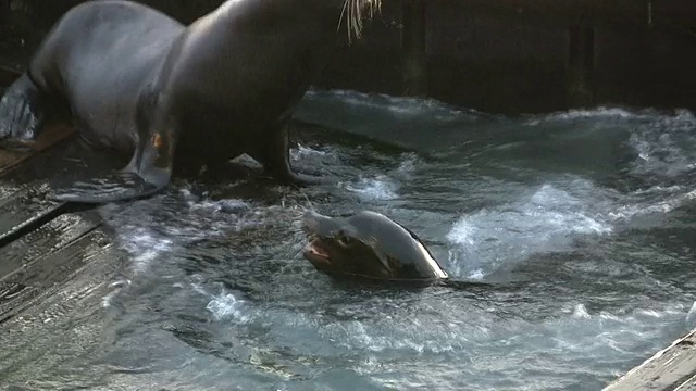 决斗海狮视频下载