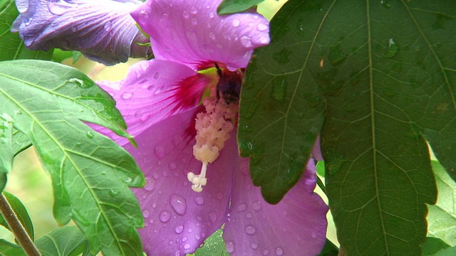 一只蜜蜂正在观赏芙蓉花视频素材