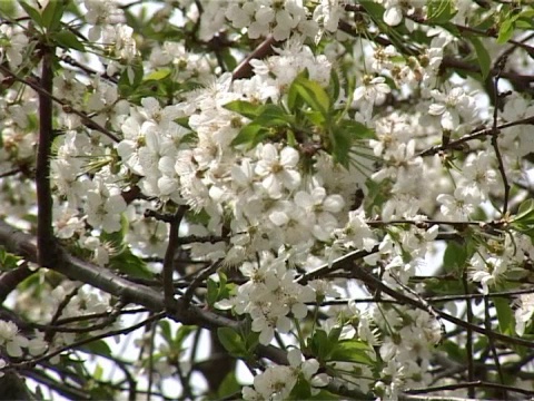 樱花视频下载