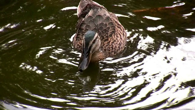 低头浸入水中视频下载