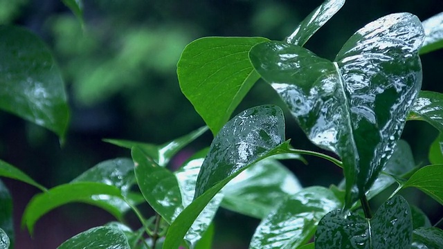 雨打树叶。视频素材