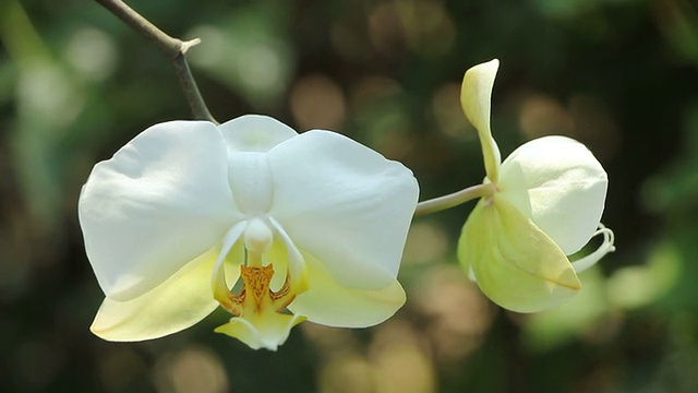 白兰花的特写视频素材