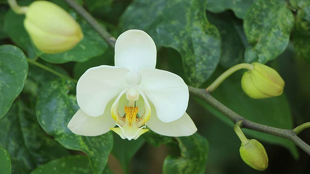 白兰花的特写视频素材