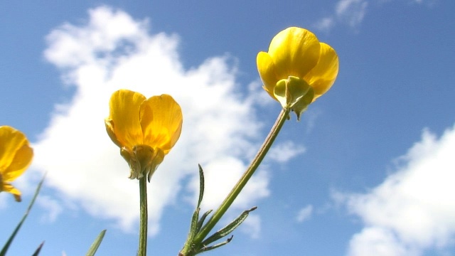 黄花映天视频素材