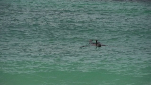 人浮潜在一个热带海湾视频素材