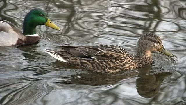 鸭子进入水中，高清PAL NTSC视频素材